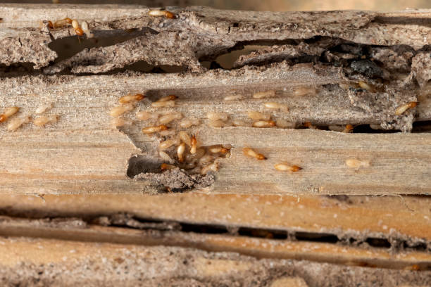 Best Cockroach Control Services  in Barnum Island, NY